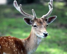 Олень-камікадзе мало не збив пасажирський літак