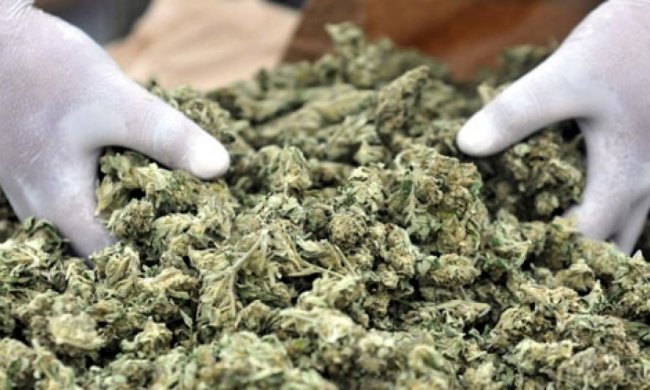 У крымчанина в Черновецкой области изъяли 40 киллограмм марихуаны