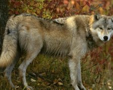 Нога зламана, живіт розірваний: нашестя вовків сколихнуло Україну