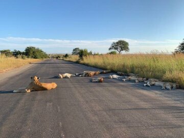 Львы на карантине, фото Twitter Kruger National Park