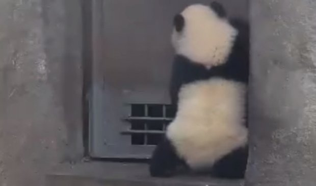 Маленькая панда устроила дерзкий побег из вольера (видео)