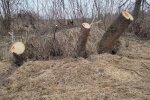 Специалисты Госэкоинспекции обнаружили десятки порубленных деревьев в Сумской области
