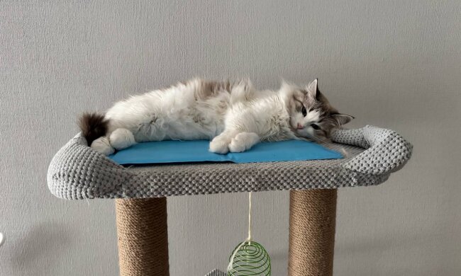 Котик, изображение: Знай.ua
