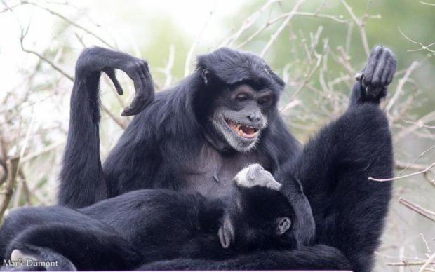 Мавпа-канібал шокувала вчених