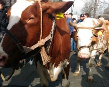 На Хелловін копам довелося рятувати корів: відео підірвало мережу