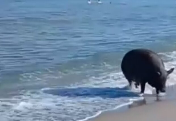 Кабанчик на море, скриншот видео
