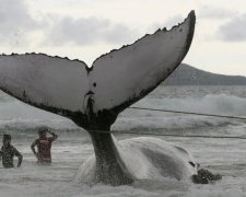 У Росії морського гіганта загнали в смертельну пастку