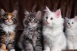 Одесситка заморила голодом сотни котят