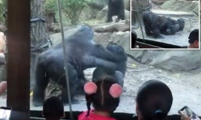 Інтимне шоу приматів (Зображення: Twitter)