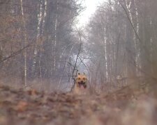 Плохой мальчик: пес принес хозяину человеческую ногу