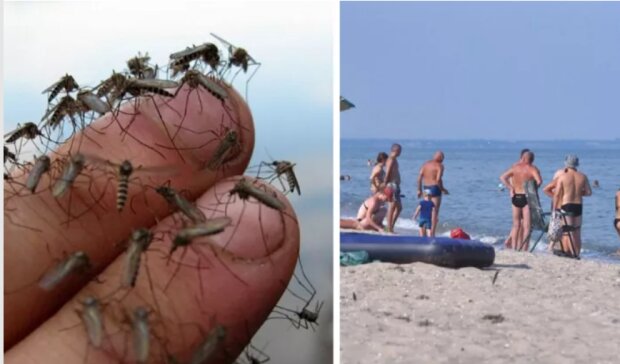 Комарі в Кирилівці, фото сьогодні