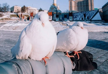 Птахи, голуби, фото із соцмереж