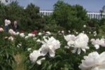 В Тернополе заметили главный символ Китая