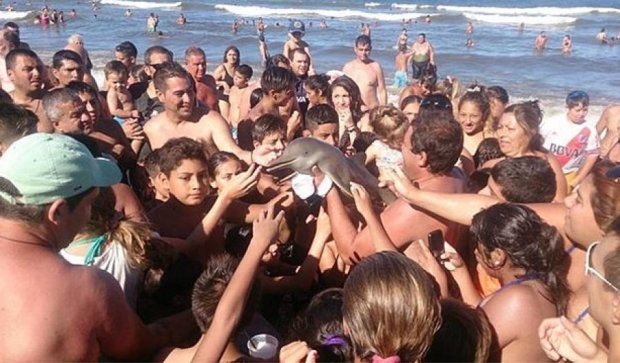 Туристи до смерті закатували дельфіна, роблячи з ним селфі (фото)