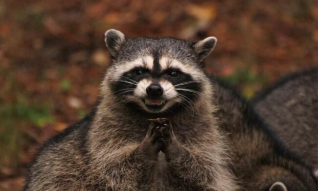 Маленький пушистик показал опасному хищнику, кто в лесу хозяин: видео
