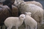 Скрін, відео Facebook