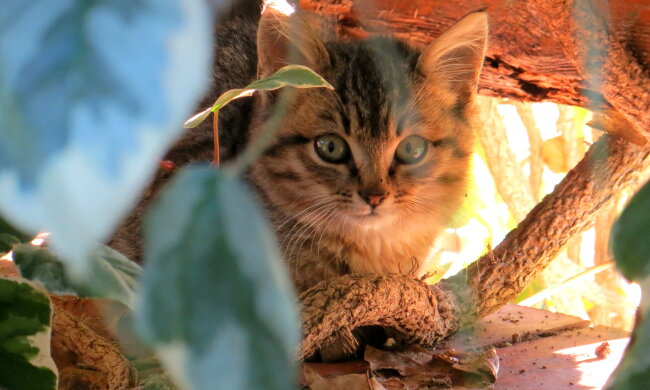 кошеня, pxhere