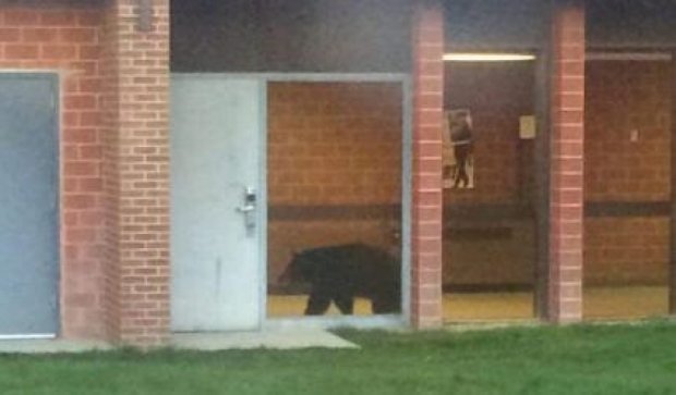 В американской школе гуляет медведь (фото, видео)
