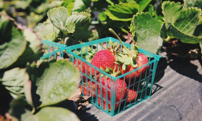 полуниця, фото Pxhere