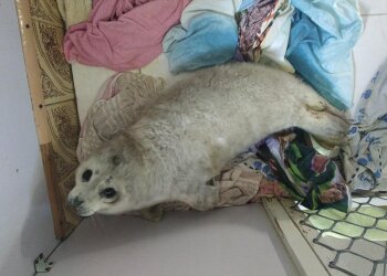 Тюлень Нелли / фото: facebook.com/sealrehab/