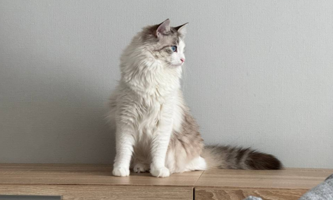 Котик, изображение: Знай.ua