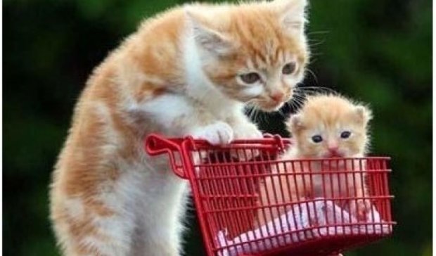 Кошки прорекламировали супермаркет