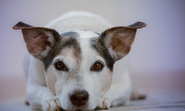 собака, фото Pxhere