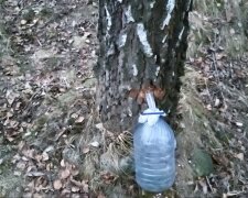 Березовий сік: фото скрін Ютуб