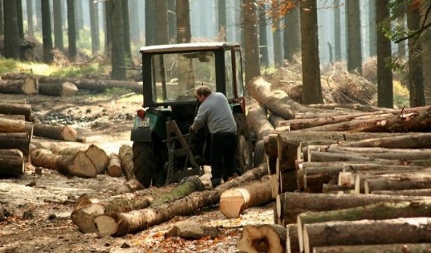 Міністр екології заборонив рубати дерева