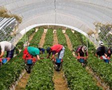 Работа в Польше: страшный сон заробитчан становится реальностью