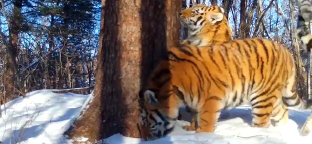 Тигры, фото: скриншот из видео