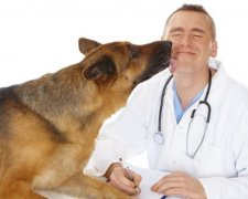 День Ветеринара України 2017: історія та традиції свята