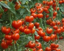 Гнилі помідори можуть бути використані в якості джерела енергії