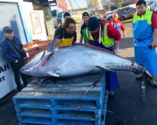 Величезний тунець, фото: Sydney Fish Market