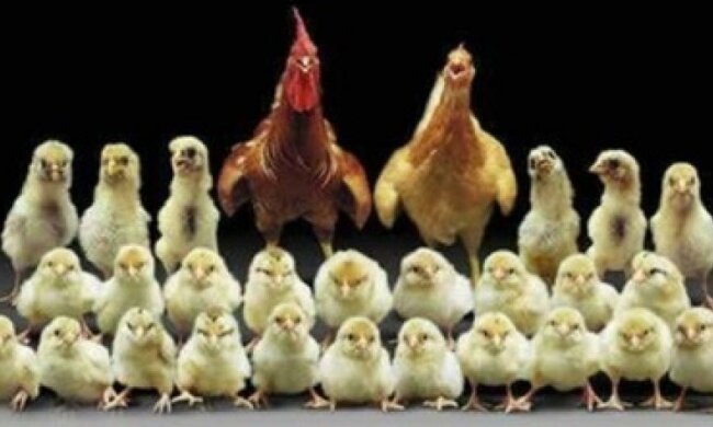 Більше 40 тонн контрабандної курятини намагалися провезти до Криму