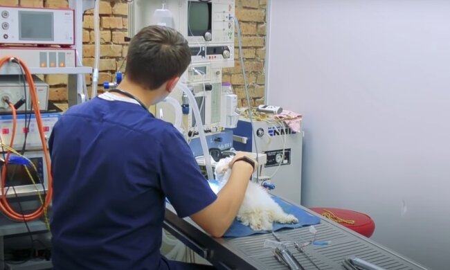 Прием у ветеринара. Фото: скрин youtube