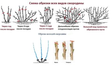 Обрезка смородины, скриншот: YouTube