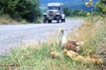 Качине сімейство паралізувало рух на львівській вулиці