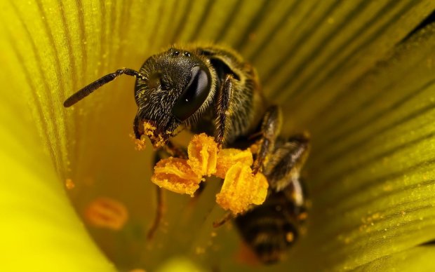130 миллионов пчел попали в аварию: видео не для слабонервных