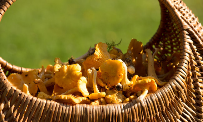 Тіт Листопадник 7 вересня: історія і традиції свята