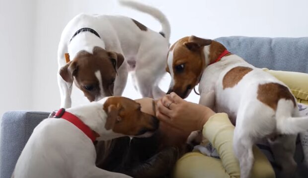 Собаки породы джек-рассел, скриншот с видео