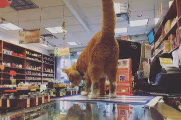 Киевлянам продают сахар с "кошачьей добавкой": видео