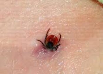 Кліщ, скріншот: YouTube