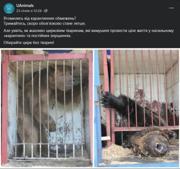 Публикация UAnimals, скриншот: Facebook