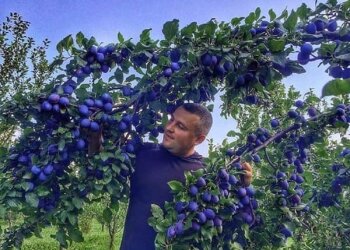 Сливы, фото из свободных источников