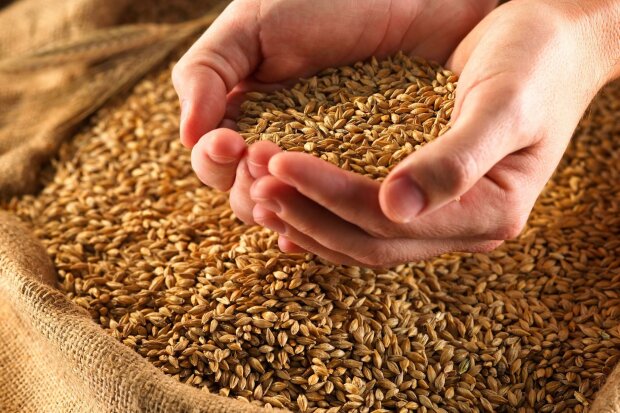 Чаще всего посевают пшеницей, нэш.live
