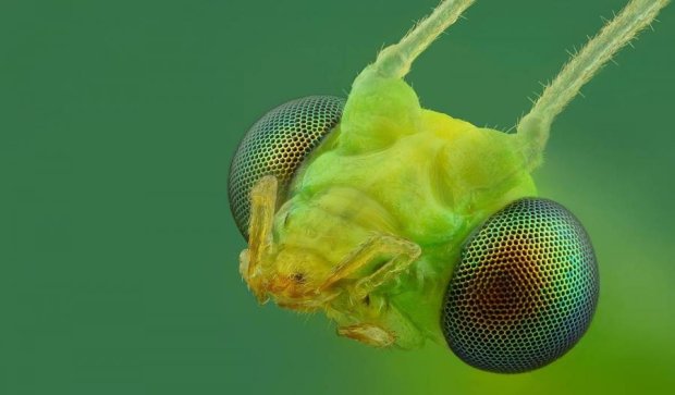 Фотограф показав комах з прекрасного боку (ФОТО)
