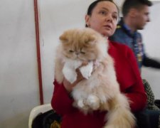 Миколаїв приймав виставку надзвичайних кицьок з усьго світу (фото)