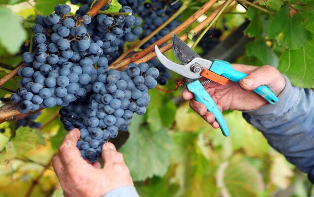 Людина обрізає виноград
