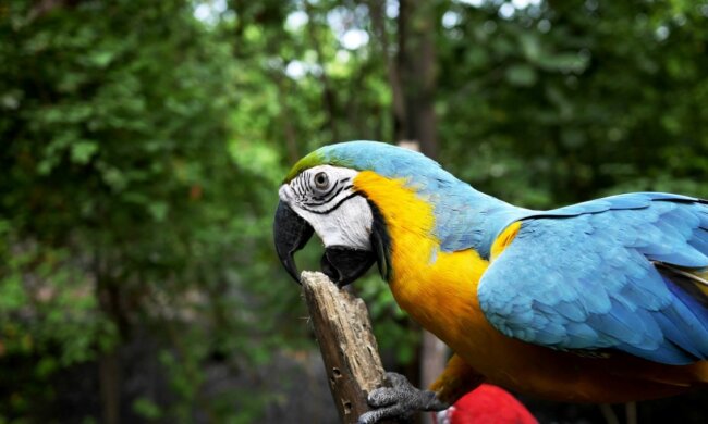 Папуга, фото pxhere